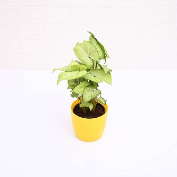 Syngonium Green - Plant